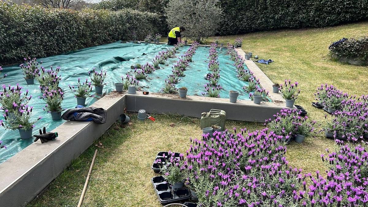 Aiuole con lavanda appena piantumata su telo pacciamante