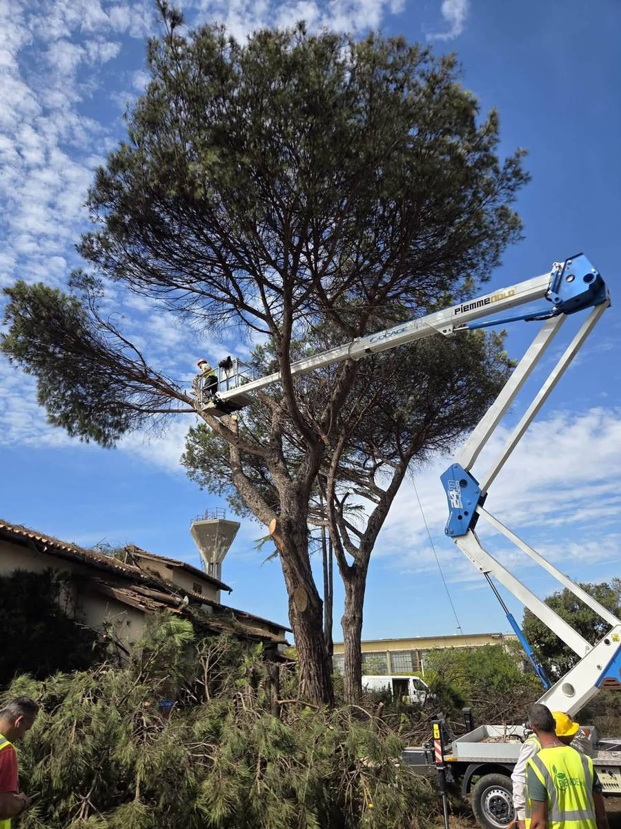 Operatore Enerverde sul cestello di una piattaforma aerea durante la potatura di un pino